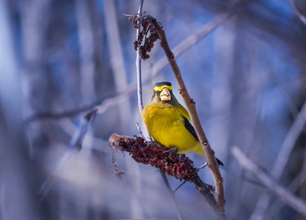 What specific bird species can you expect to see in the Scottish Lowlands during winter?