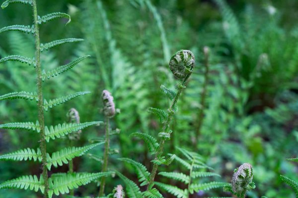 Which countryside farms near London allow free visits and animal interactions?